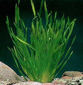 Vallisneria Gigantea